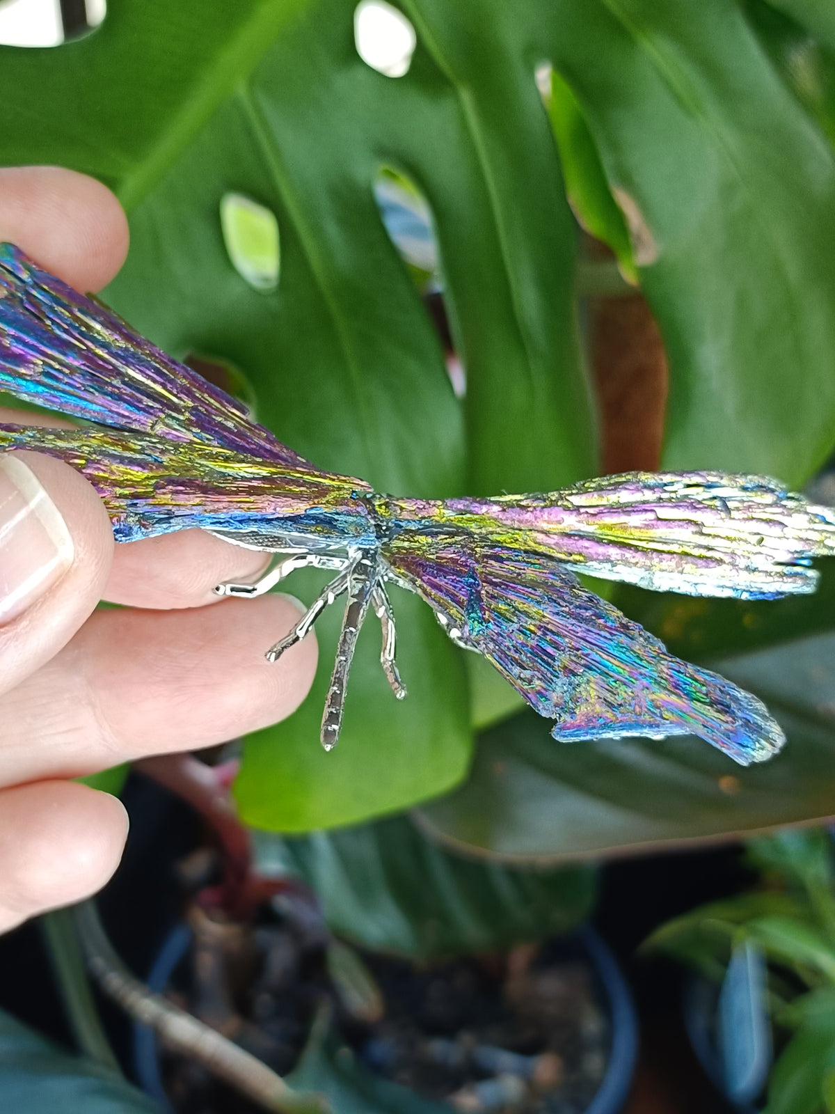Aura Coated Black Kyanite Dragonflies