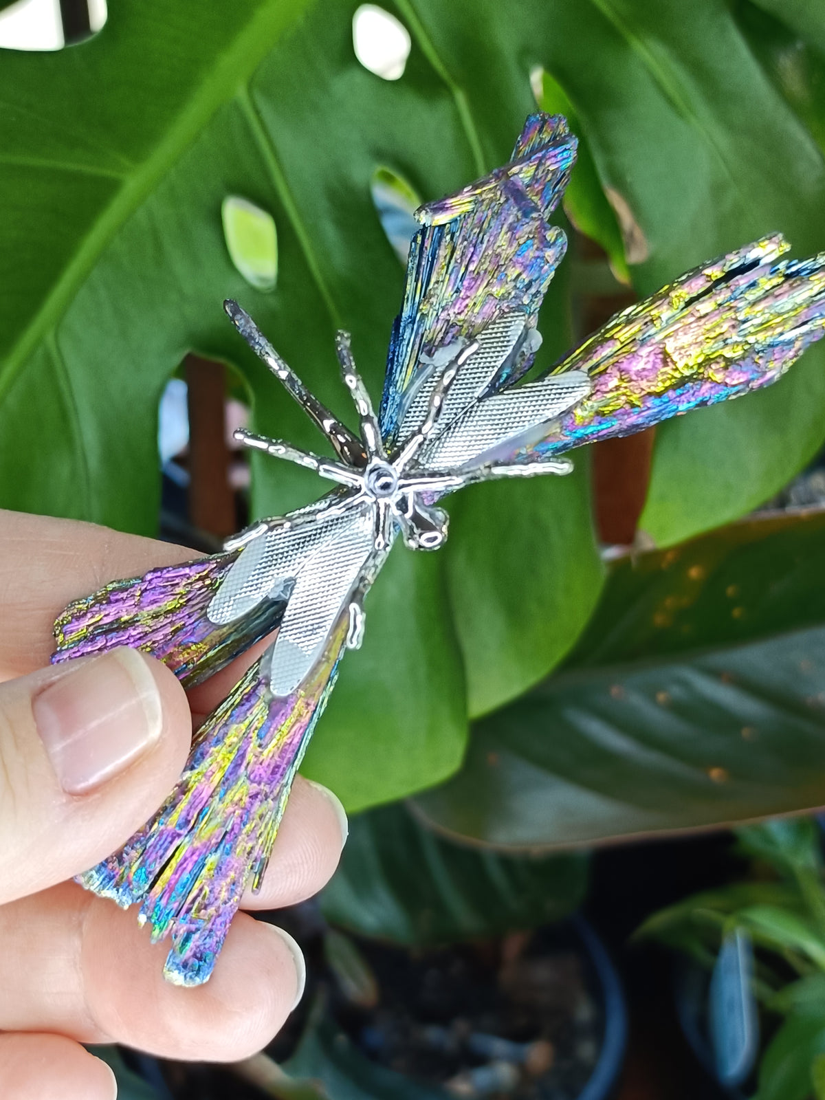 Aura Coated Black Kyanite Dragonflies