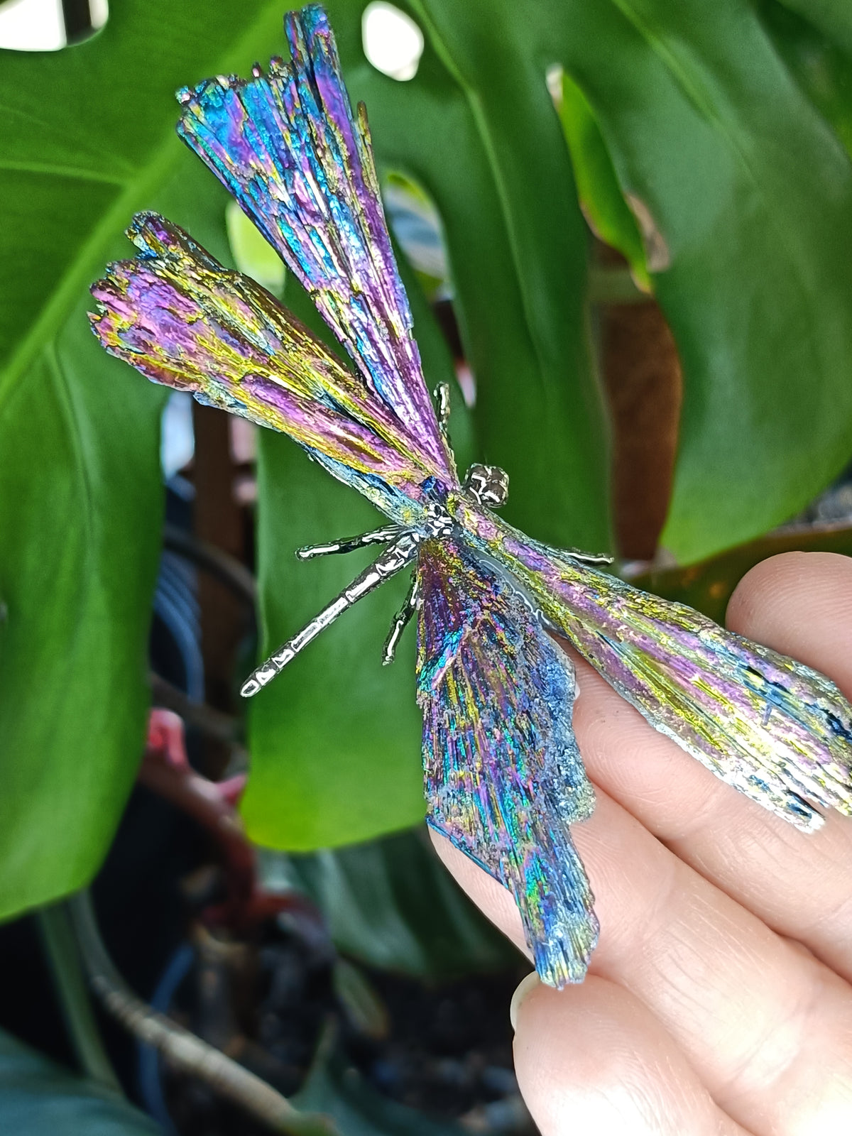 Aura Coated Black Kyanite Dragonflies