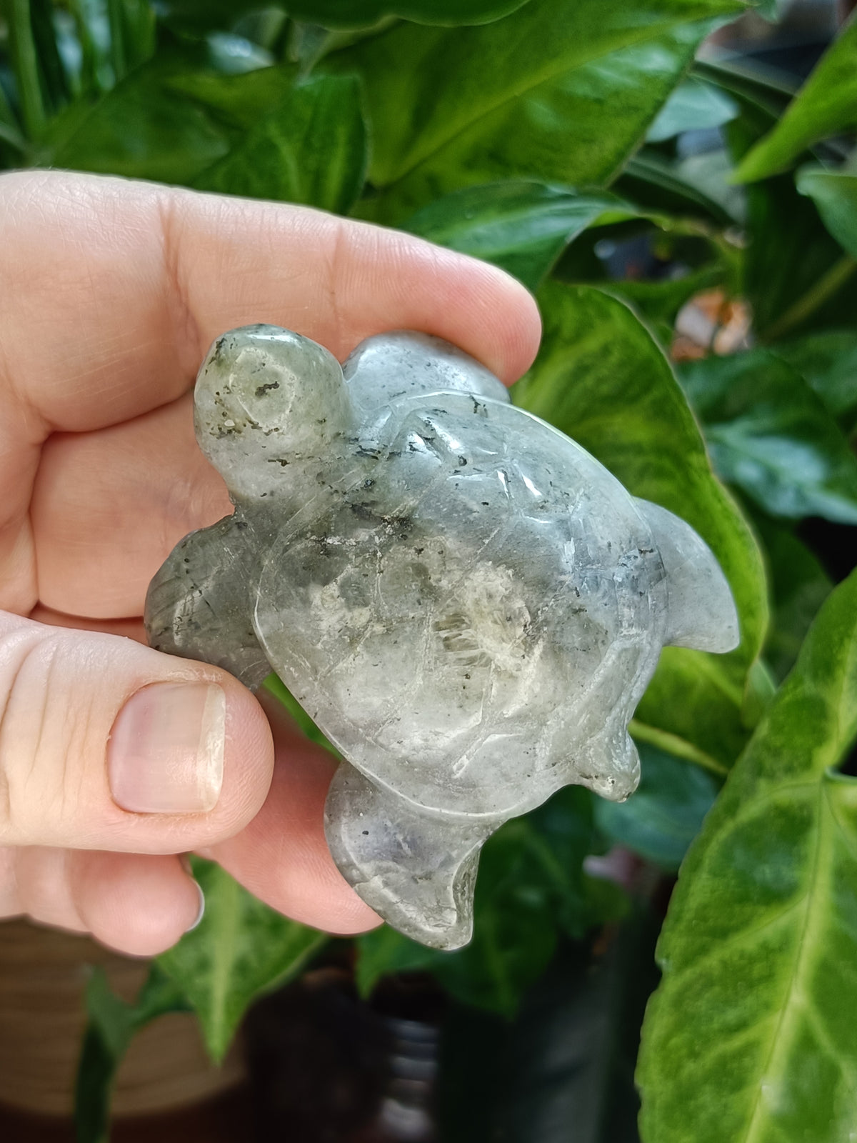 Sea Turtle Carvings - 70g