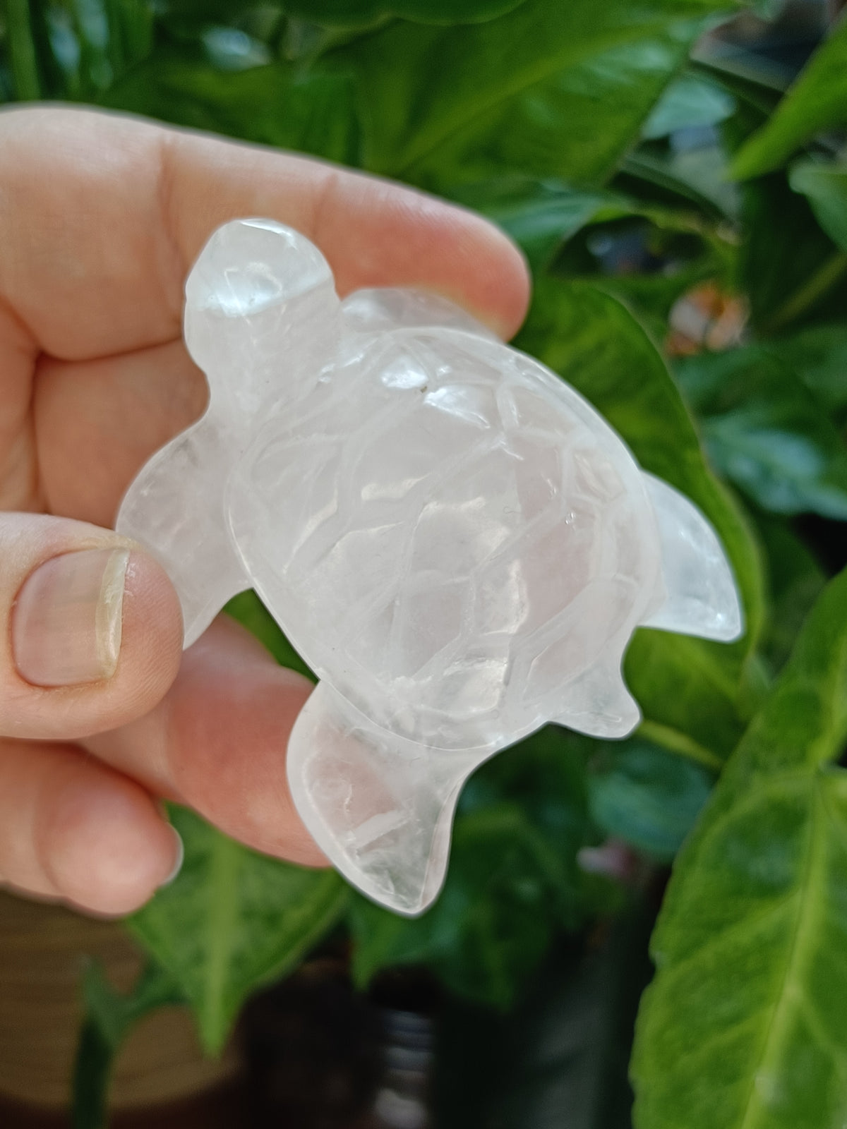 Sea Turtle Carvings - 70g