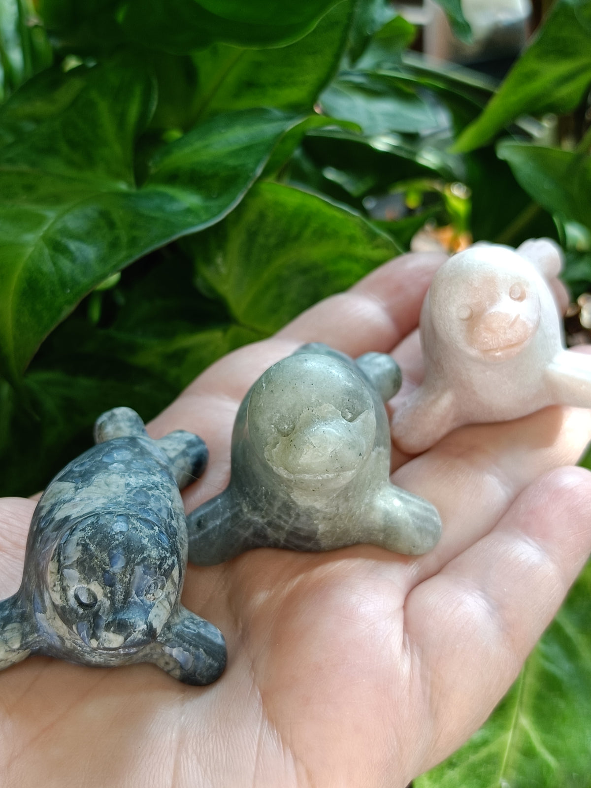 Mixed Curious Seal Carvings - 50-60g