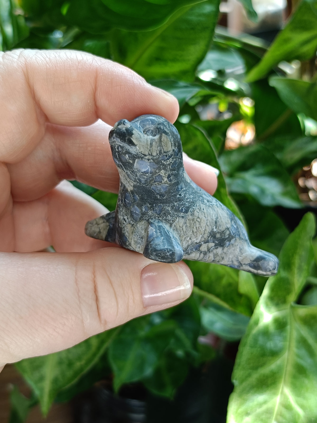 Mixed Curious Seal Carvings - 50-60g