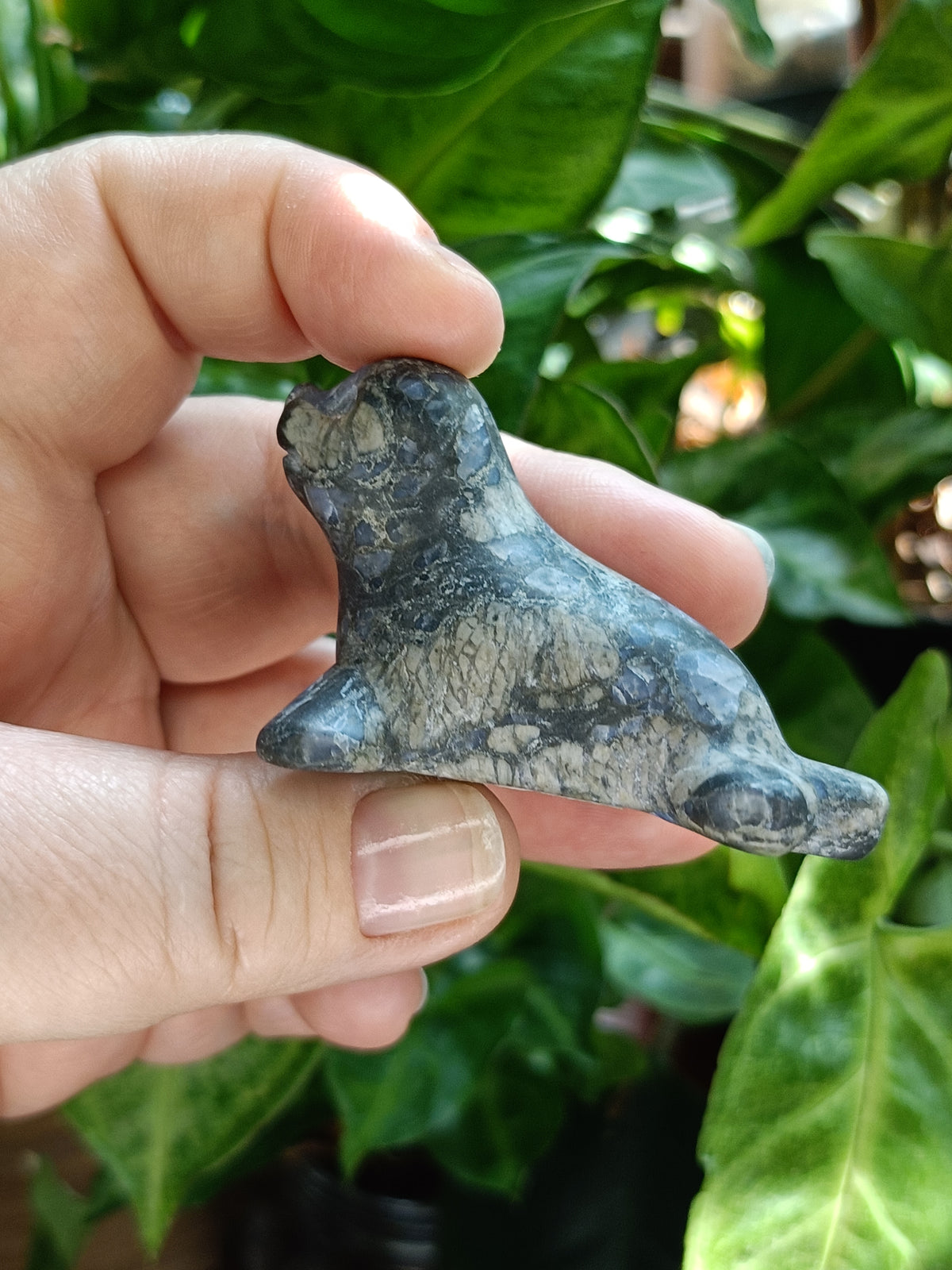 Mixed Curious Seal Carvings - 50-60g