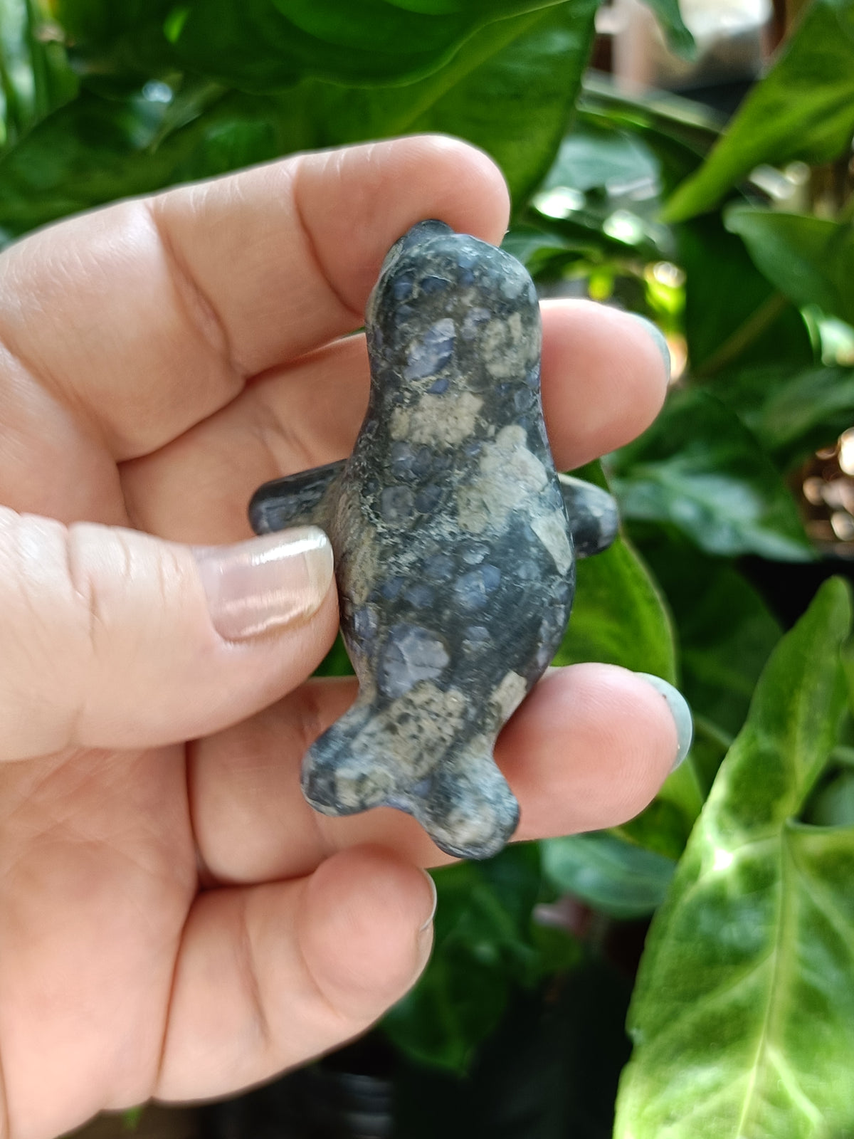 Mixed Curious Seal Carvings - 50-60g