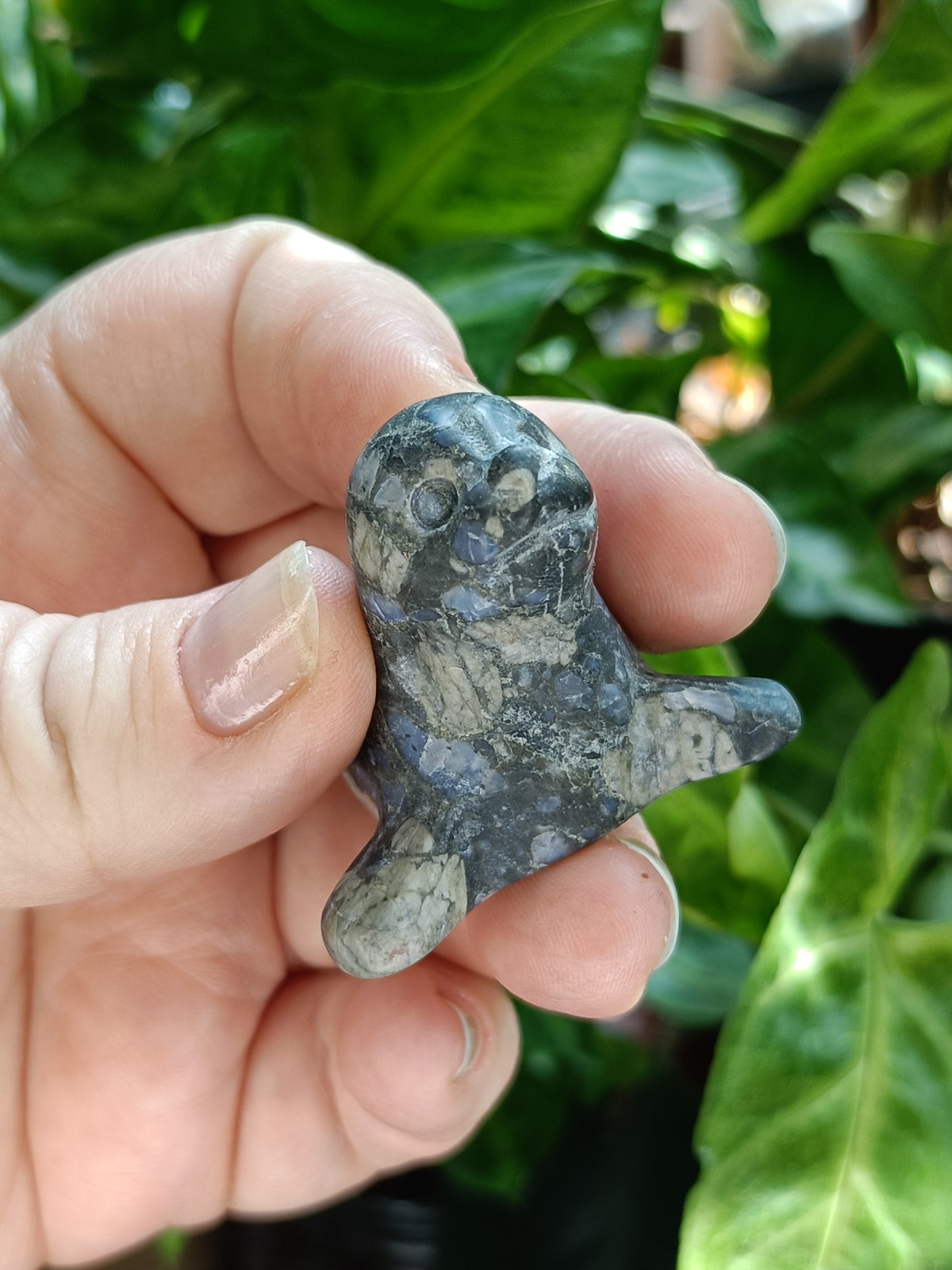 Mixed Curious Seal Carvings - 50-60g