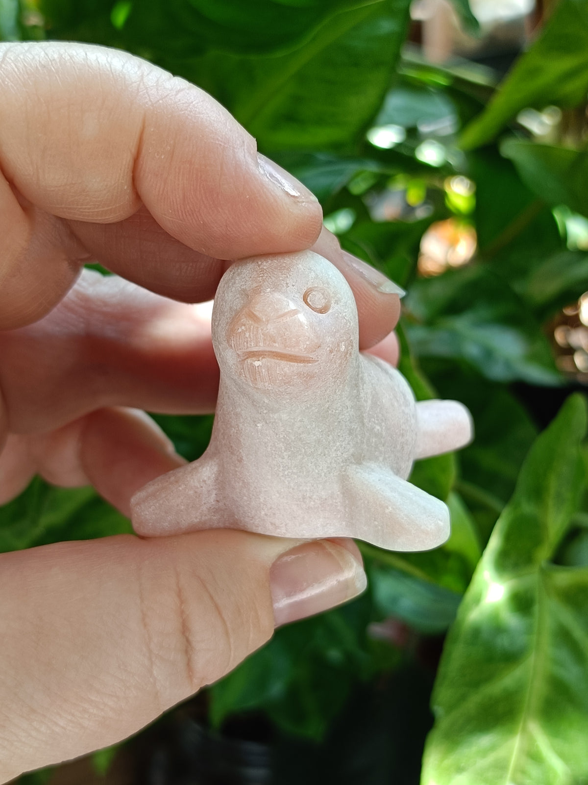 Mixed Curious Seal Carvings - 50-60g