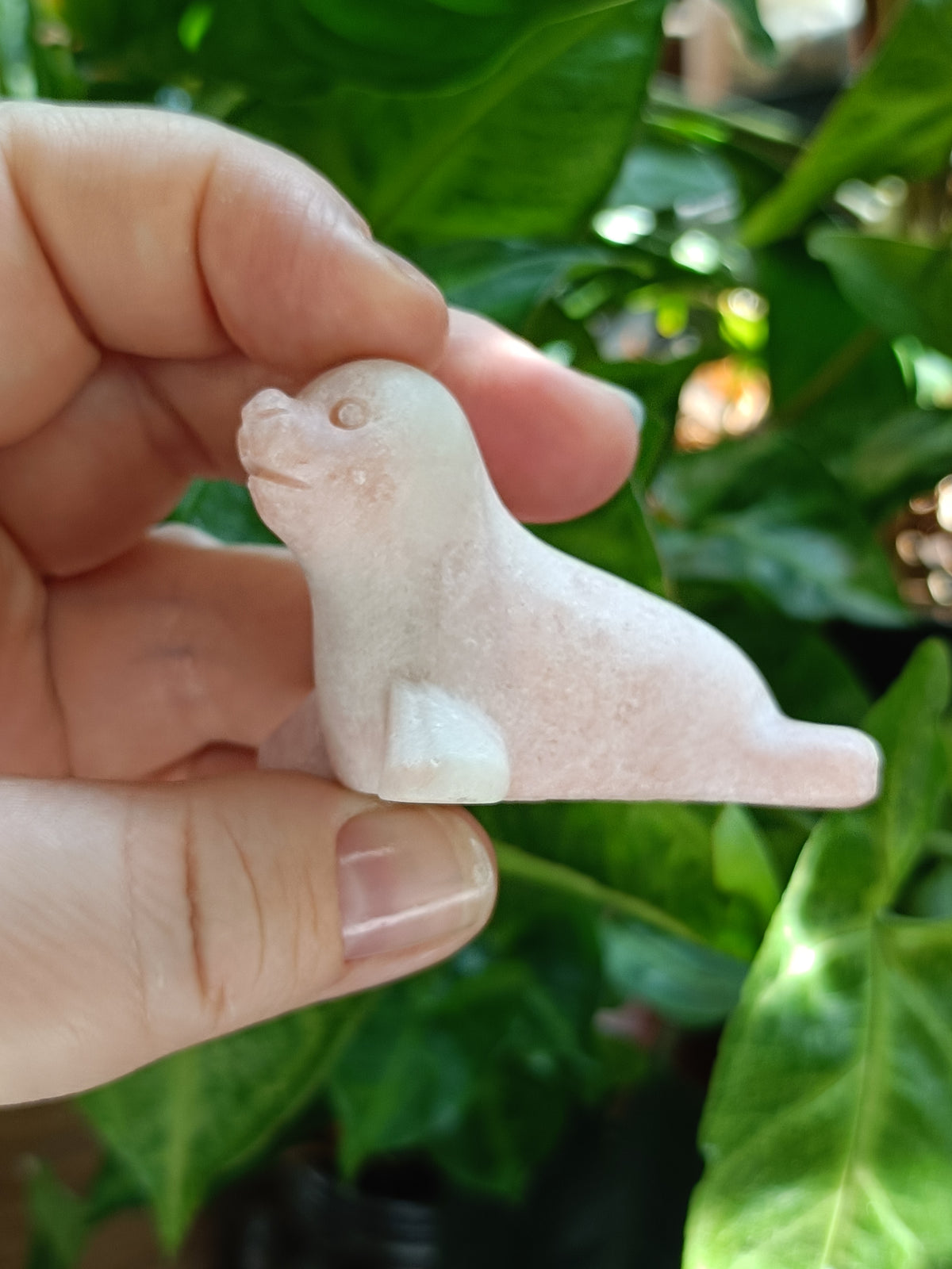 Mixed Curious Seal Carvings - 50-60g