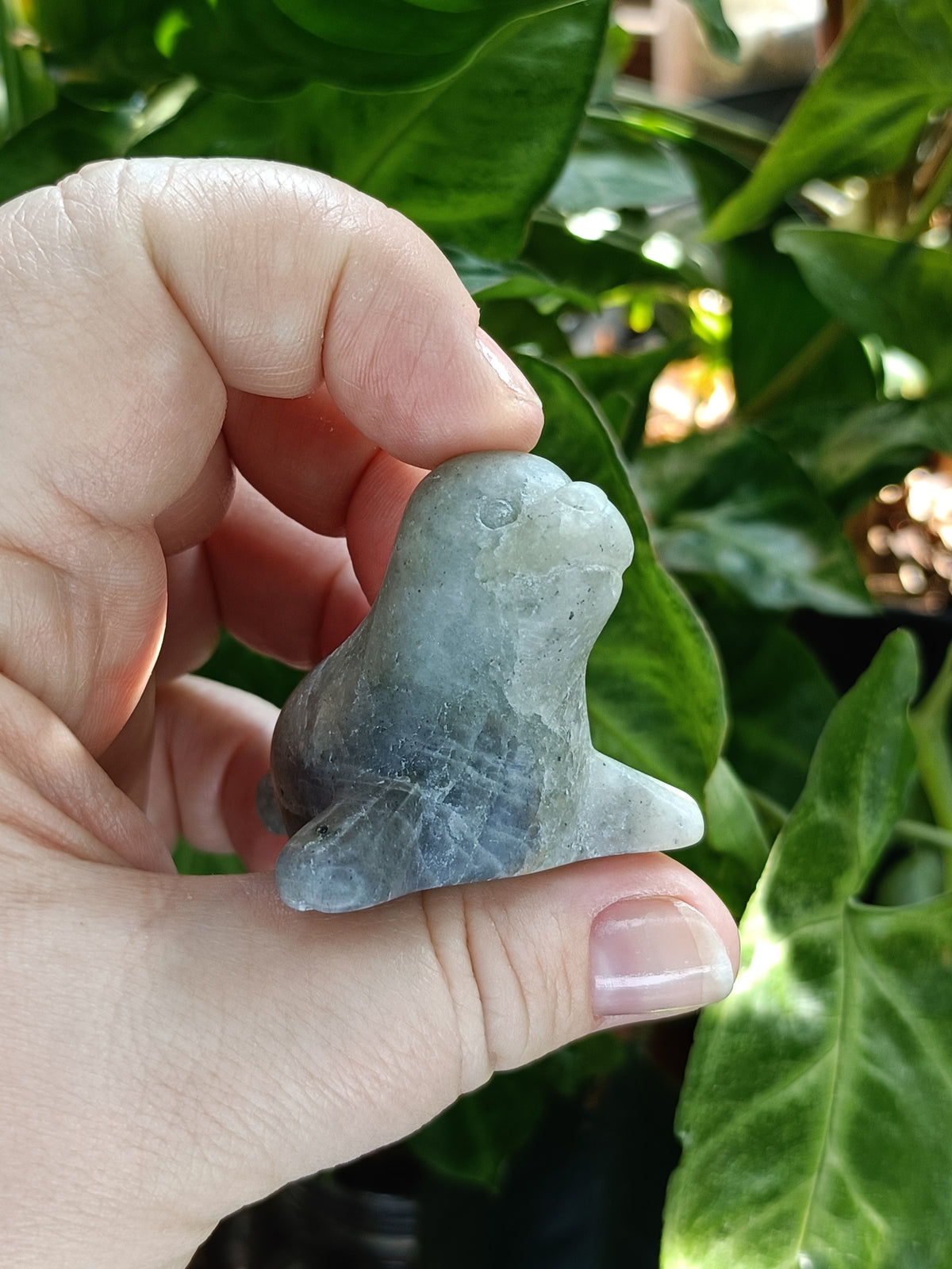 Mixed Curious Seal Carvings - 50-60g