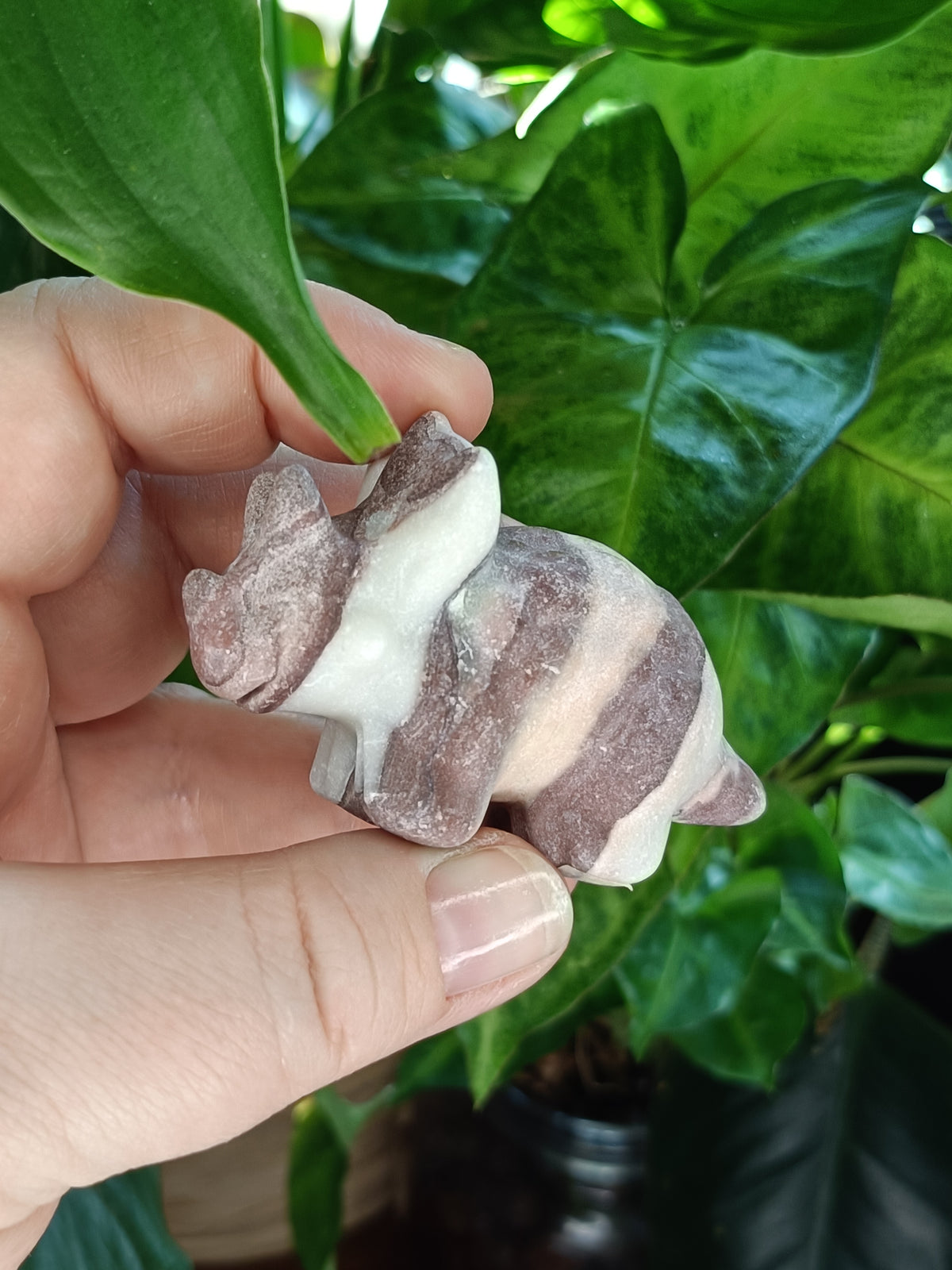 Mixed Triceratops Dino Carvings - 70-80g