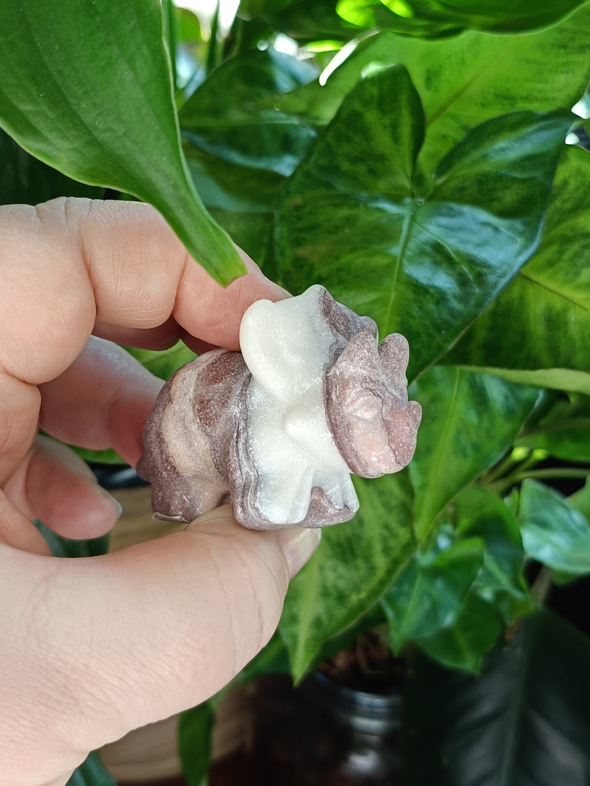 Mixed Triceratops Dino Carvings - 70-80g