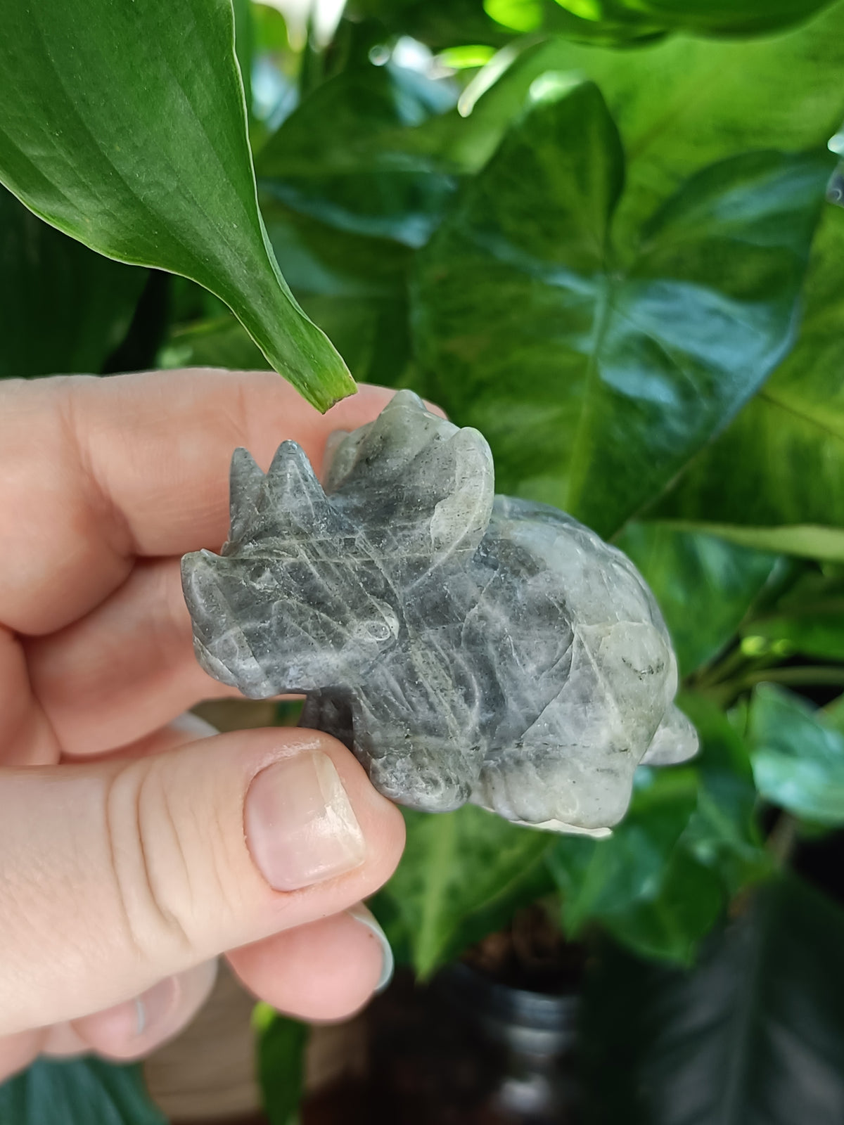 Mixed Triceratops Dino Carvings - 70-80g