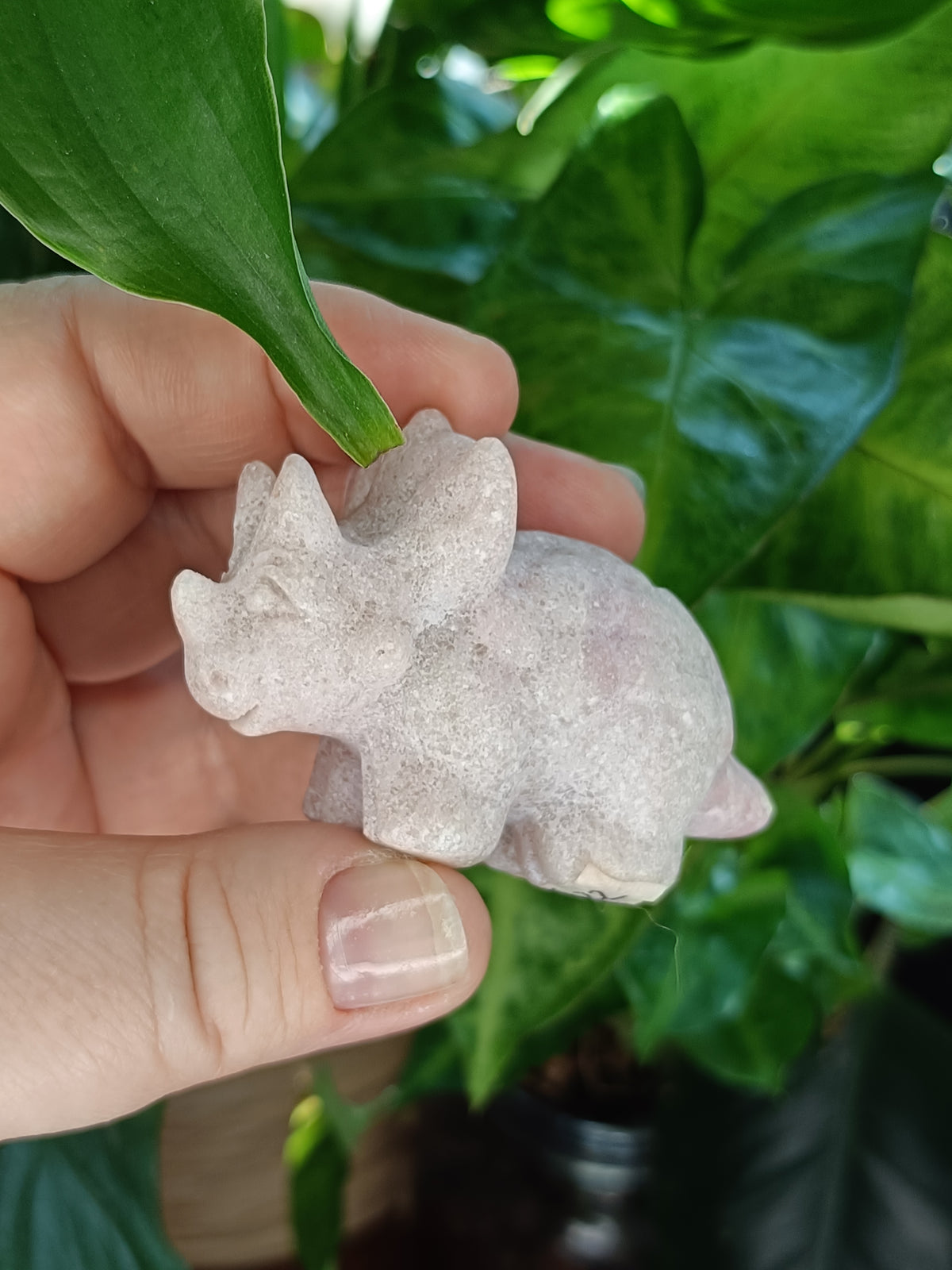 Mixed Triceratops Dino Carvings - 70-80g