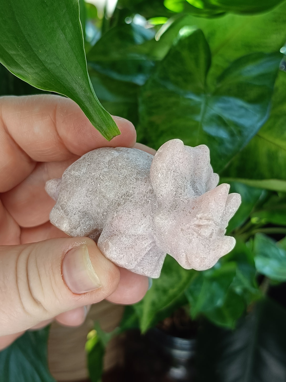 Mixed Triceratops Dino Carvings - 70-80g