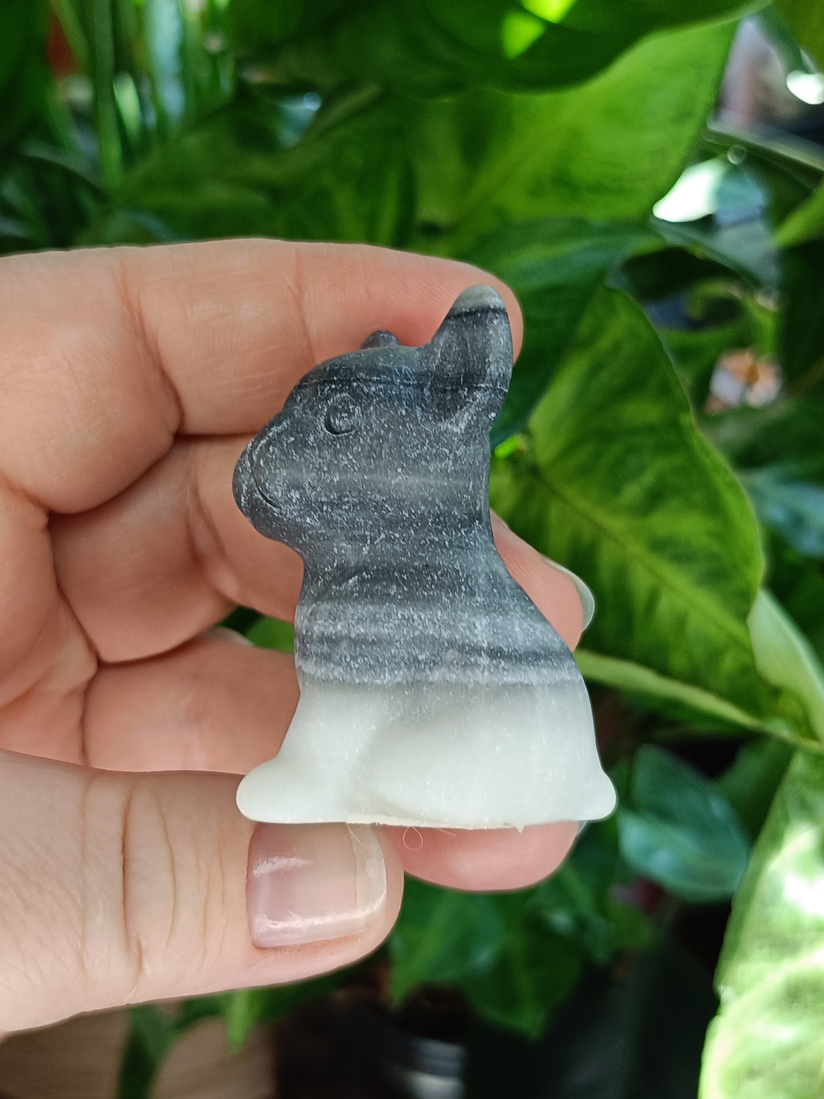 Mixed Small French Bulldog Puppy Carvings - 50-60g