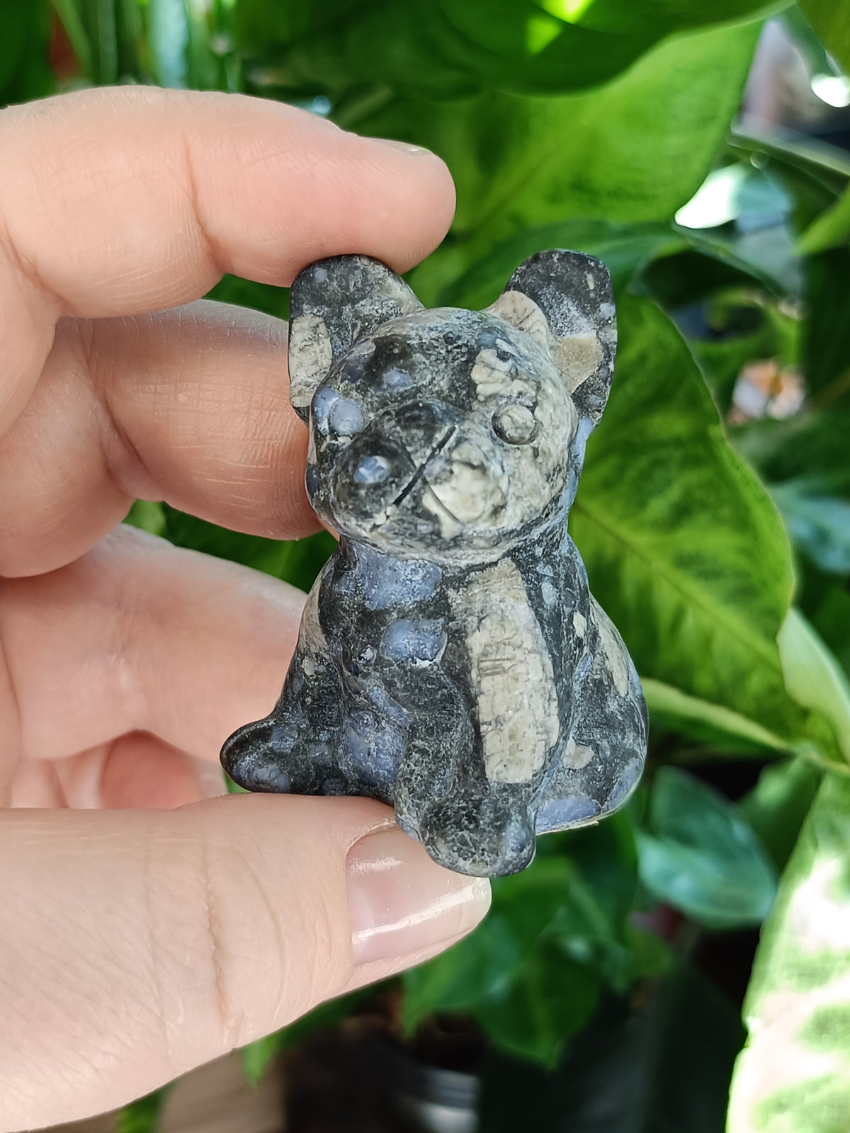 Mixed Small French Bulldog Puppy Carvings - 50-60g