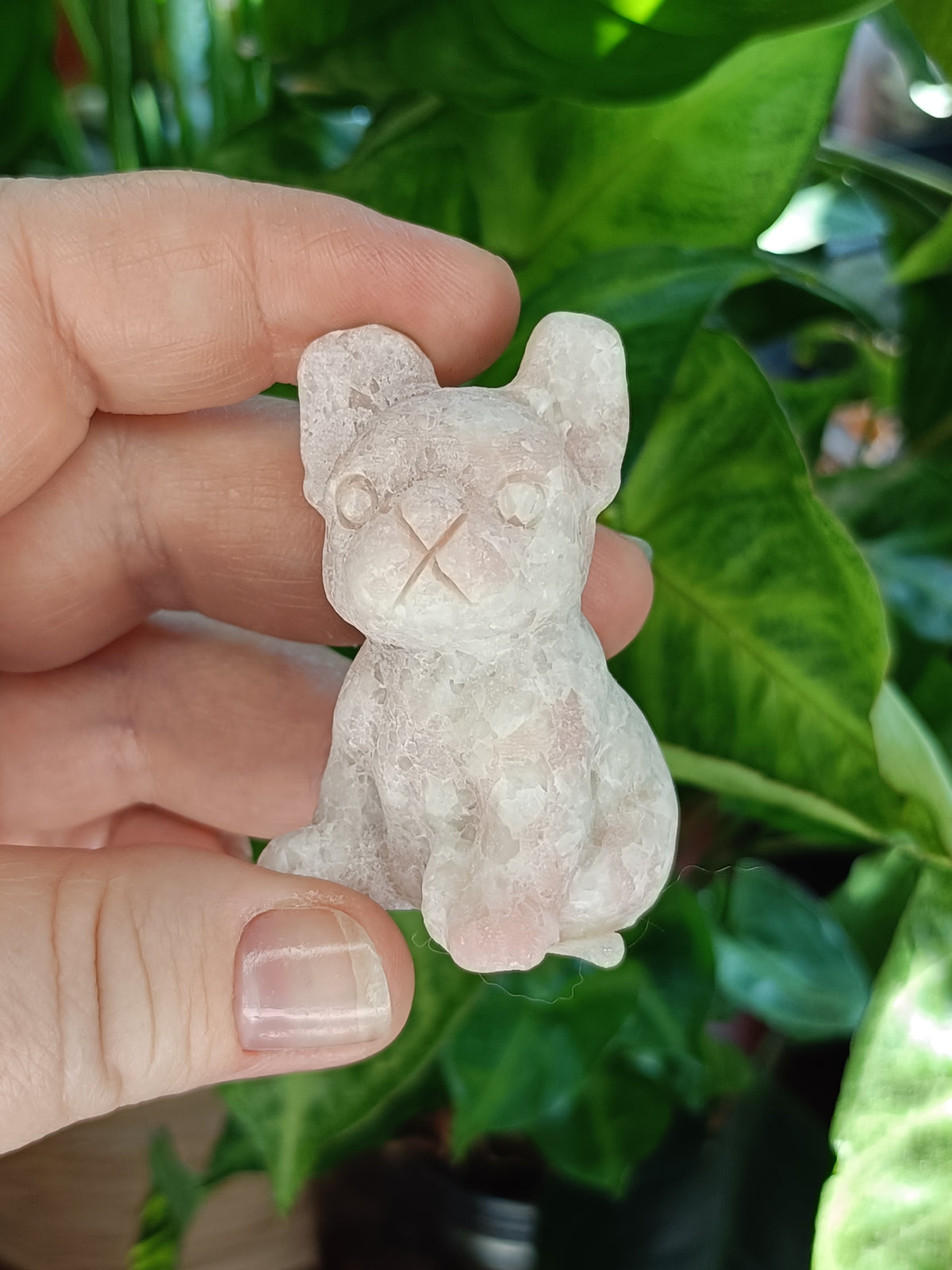 Mixed Small French Bulldog Puppy Carvings - 50-60g