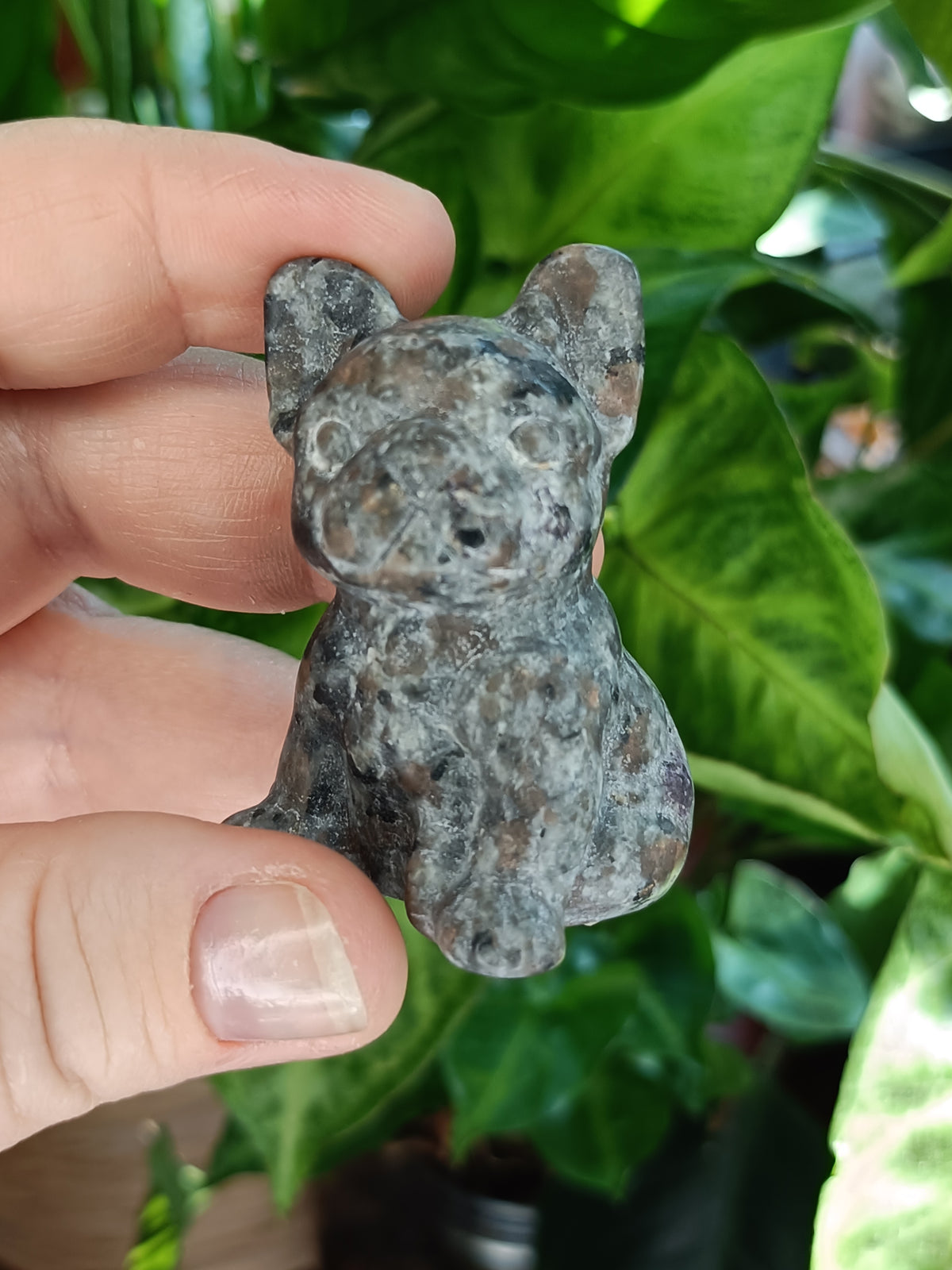 Mixed Small French Bulldog Puppy Carvings - 50-60g