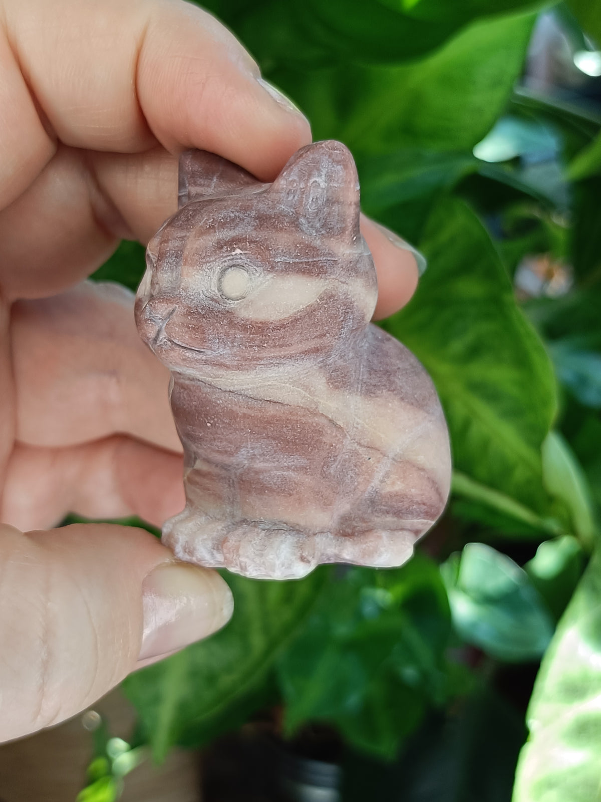 Mixed Curious Kitten Carvings - 80-100g