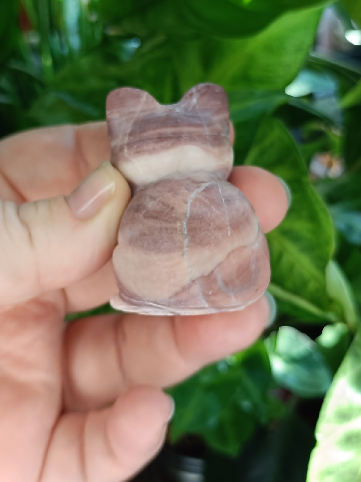 Mixed Curious Kitten Carvings - 80-100g
