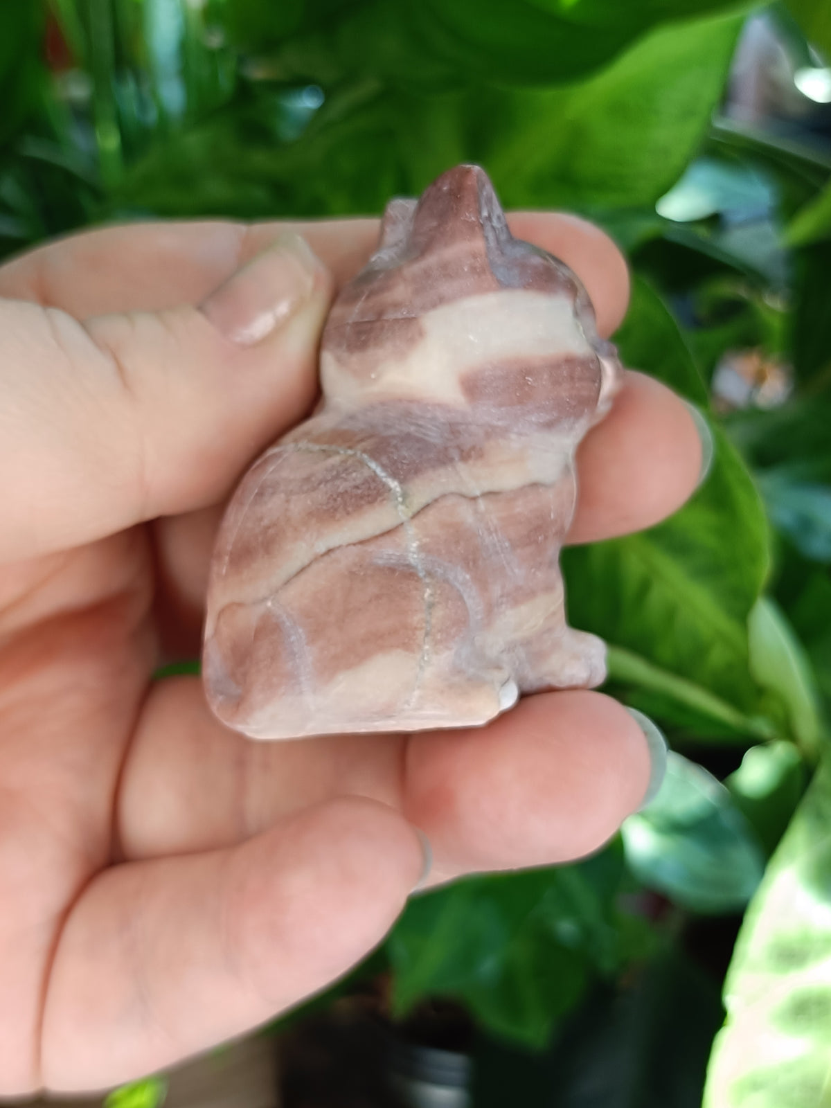 Mixed Curious Kitten Carvings - 80-100g