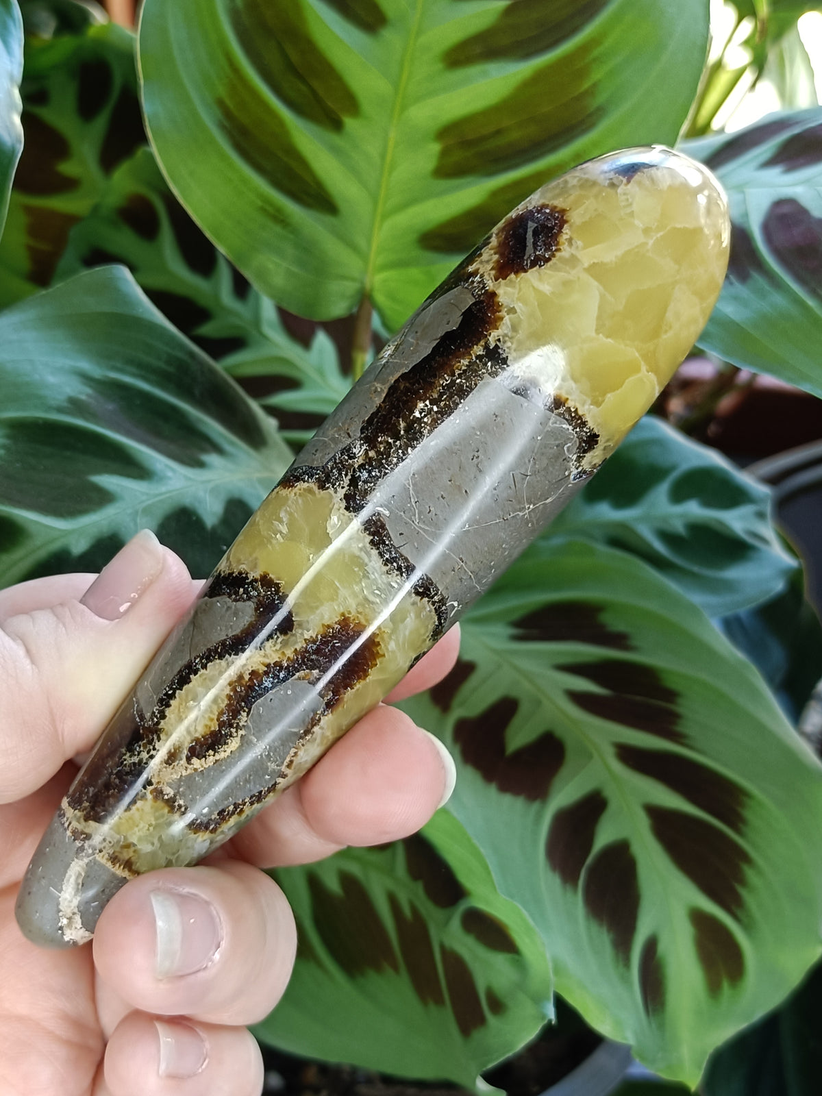 Septarian 'Dragon Stone' Wand - 186g