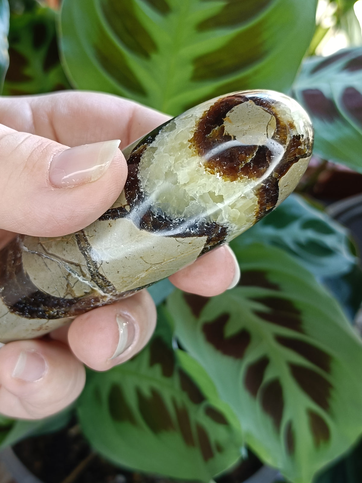 Septarian 'Dragon Stone' Wand - 160g